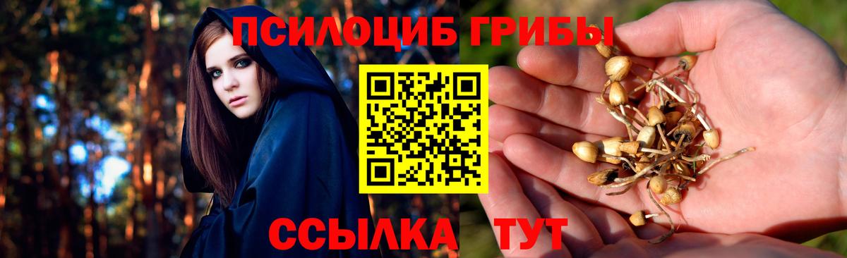 Галлюциногенные грибы Psilocybe Владимир